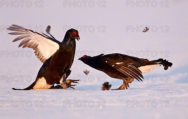 Black grouse