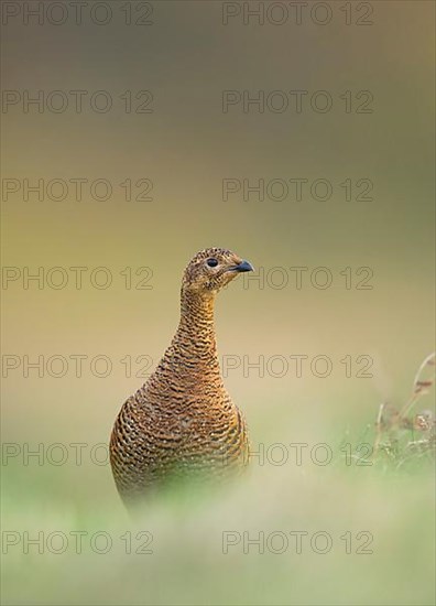 Black grouse