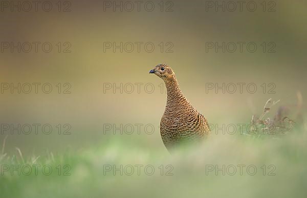 Black grouse