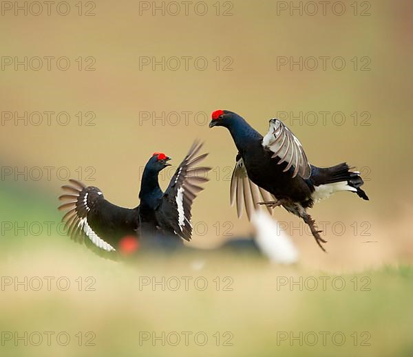 Black grouse