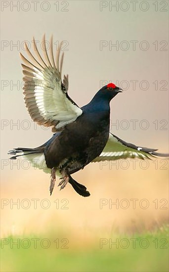 Black grouse