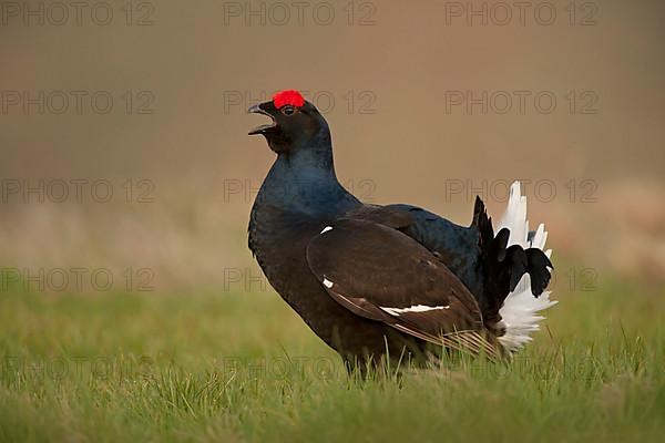 Black grouse