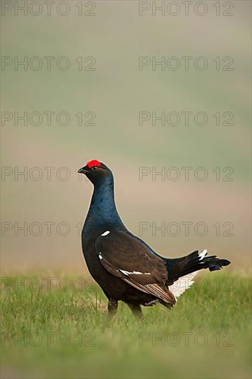 Black grouse