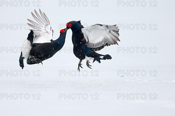 Black Grouse