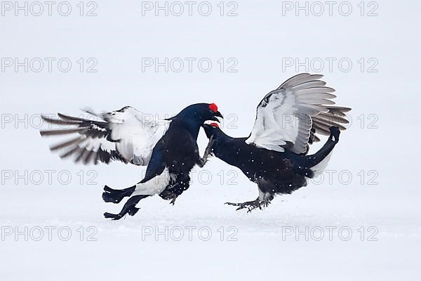 Black grouse