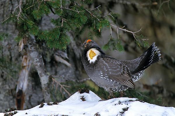 Rock Partridge