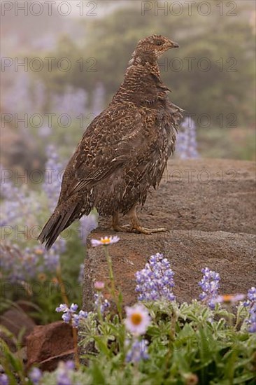 Blue Grouse