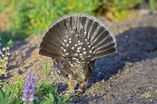 Dusky grouse