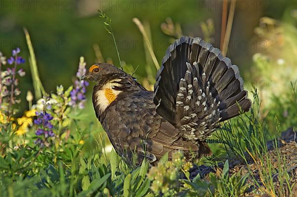 Rock Partridge