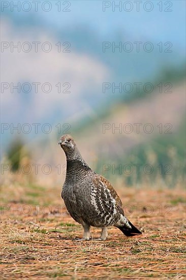 Blue Grouse