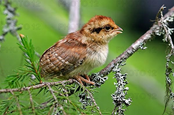 Hazel grouse