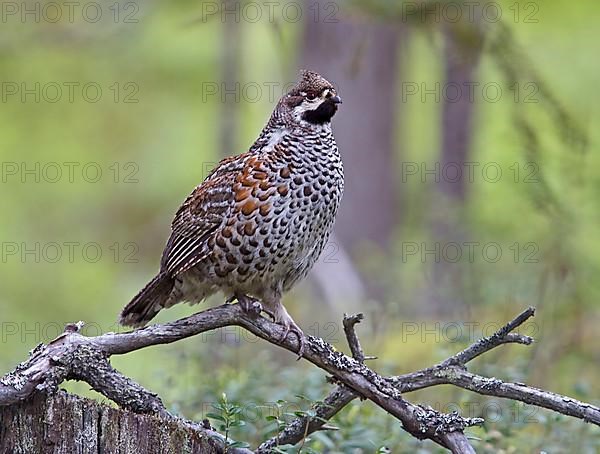 Hazel grouse