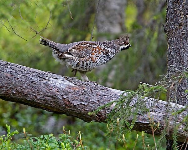 Hazel Grouse