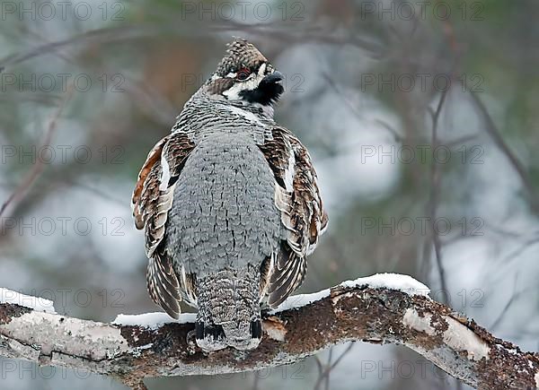 Hazel Grouse