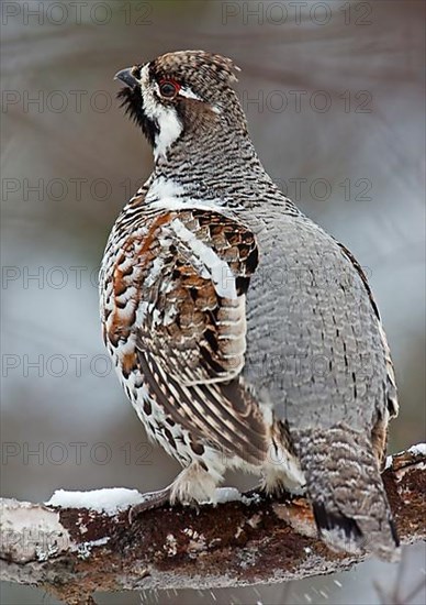 Hazel Grouse