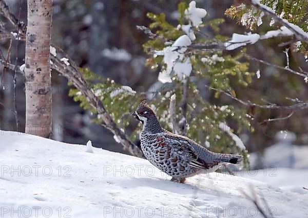 Hazel Grouse