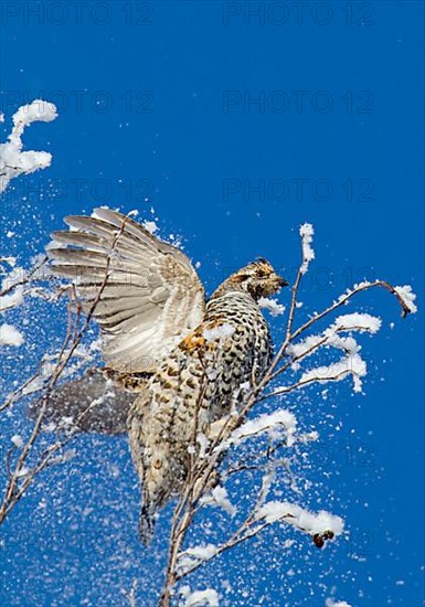 Hazel grouse