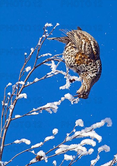 Hazel grouse