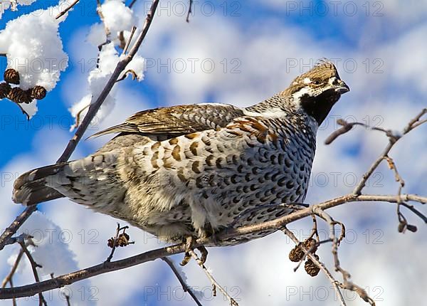 Hazel Grouse