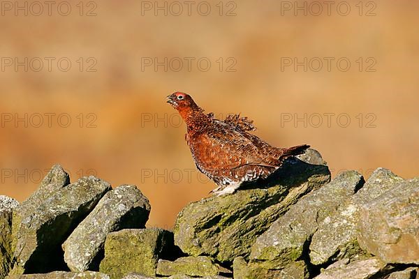 Scottish Grouse