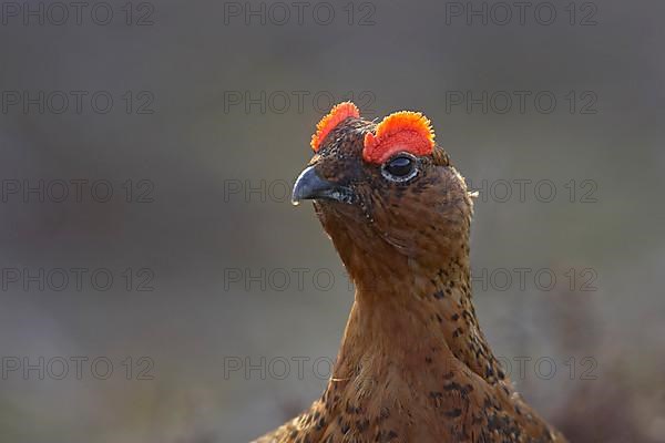 Scottish Grouse