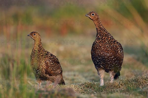 Scottish Grouse