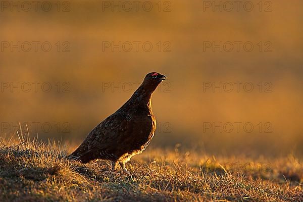 Scottish Grouse