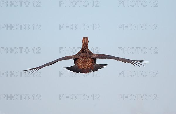 Scottish Grouse