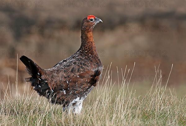 Red Grouse