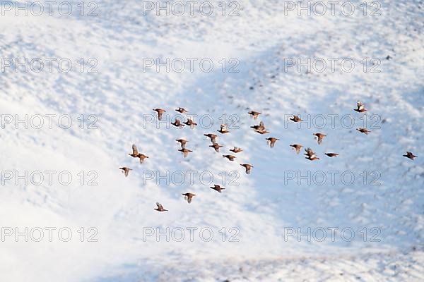 Scottish Grouse