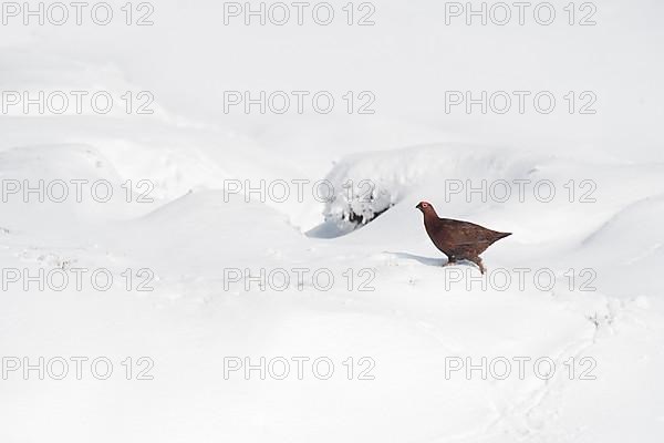 Scottish Grouse