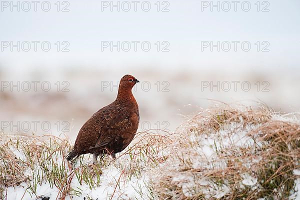 Scottish Grouse