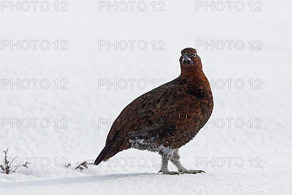 Red Grouse