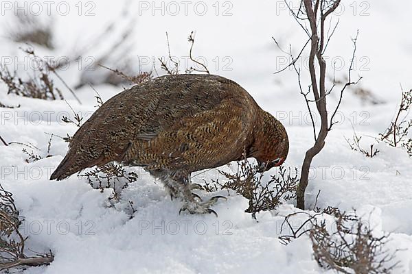 Scottish Grouse