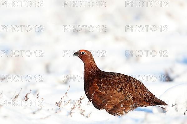 Scottish Grouse