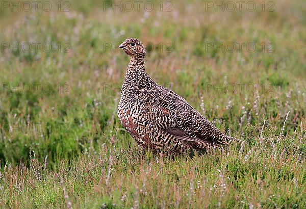 Red Grouse