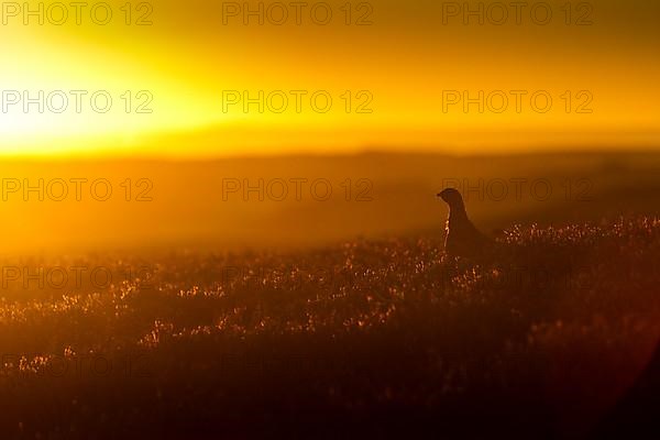 Red Grouse