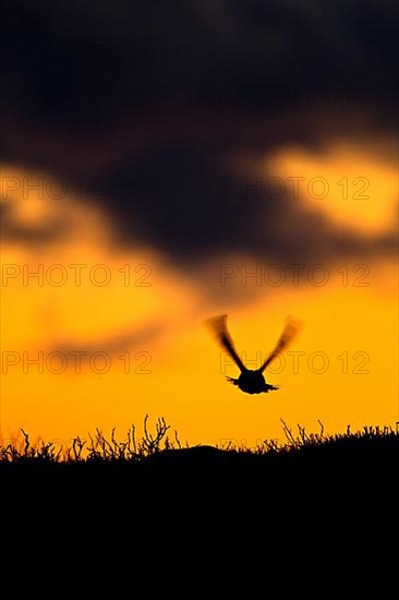 Scottish Grouse