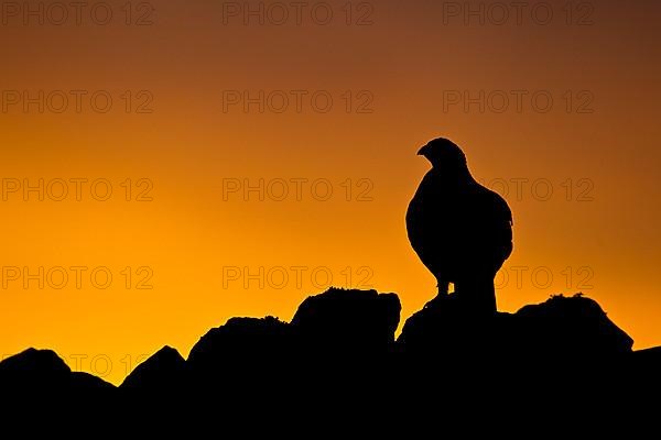 Scottish Grouse