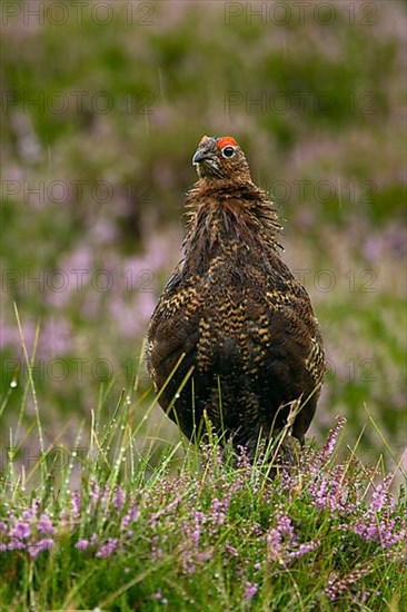 Red Grouse