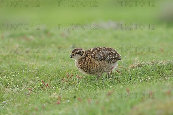 Scottish Grouse