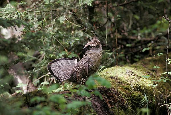 Ruffed grouse