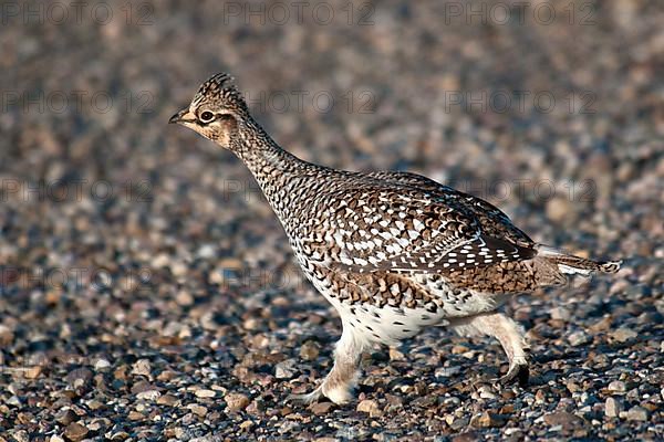 Sharp-tailed Grouse