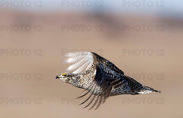 Sharp-tailed grouse