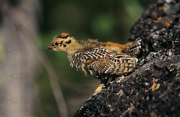 Spruce Grouse