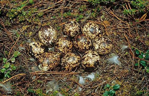 Willow ptarmigans