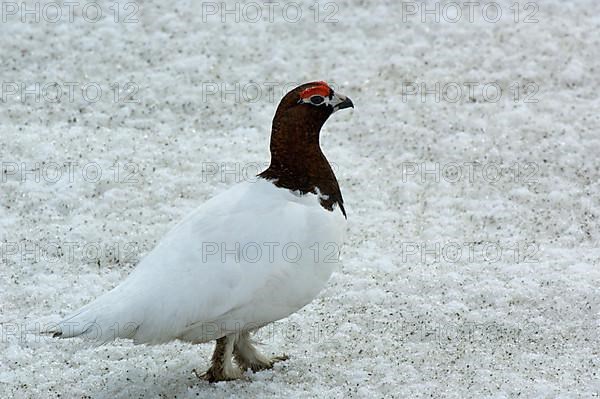 Willow ptarmigans