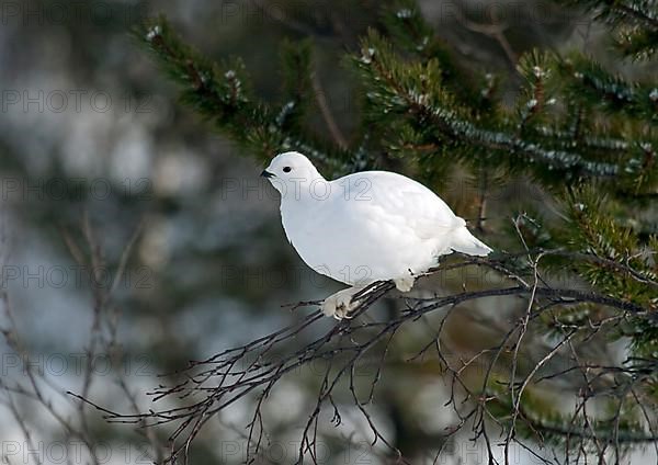 Willow Grouse