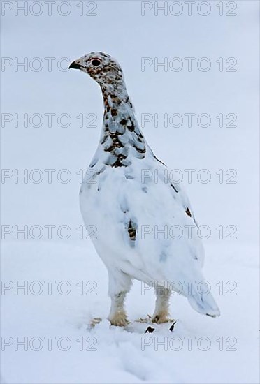 Willow Grouse