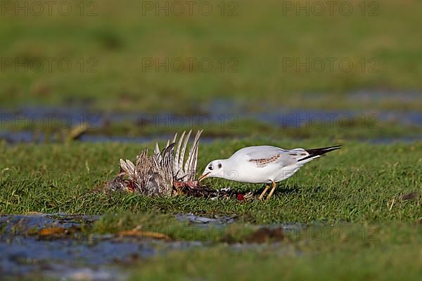 Black-headed gull